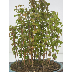 Acer buergerianum I-7938 view 2
