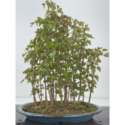 Acer buergerianum I-7938 view 3