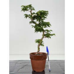 Acer palmatum shishigashira I-7939