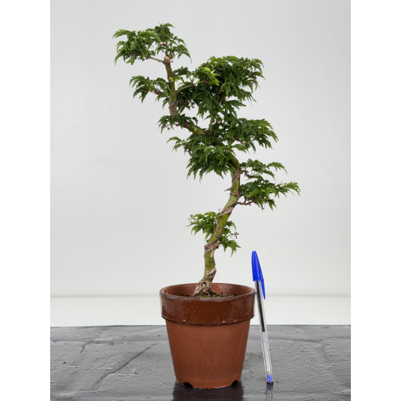 Acer palmatum shishigashira I-7939