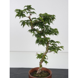 Acer palmatum shishigashira I-7939 view 2