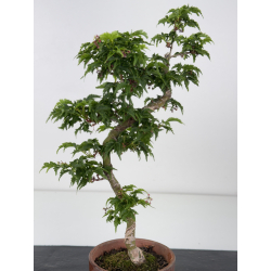 Acer palmatum shishigashira I-7939 view 3