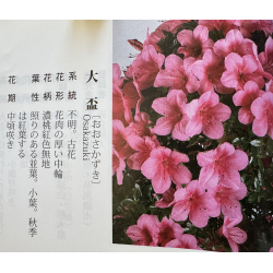 Azalea Osakazuki I-7942 view 7