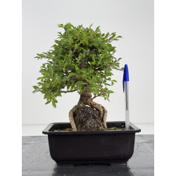 Zelkova nire I-7943