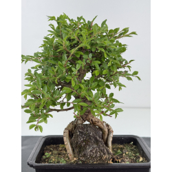 Zelkova nire I-7943 view 2