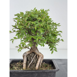Zelkova nire I-7943 view 3