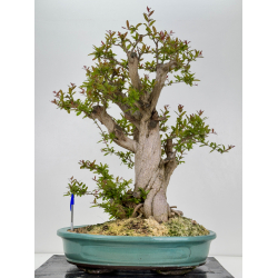 Punica granatum nejikan I-7944