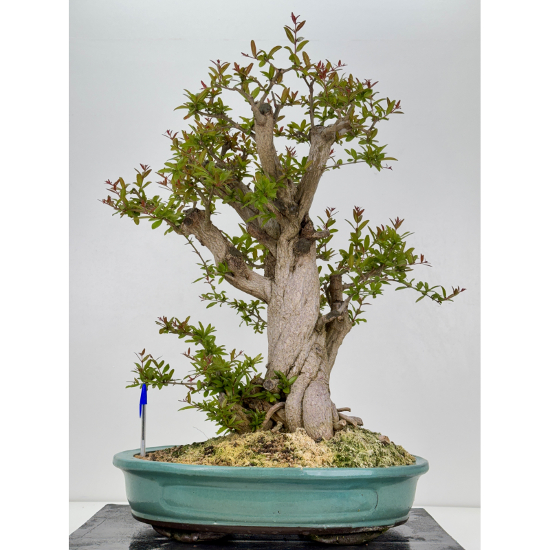 Punica granatum nejikan I-7944 Punica granatum nejikan I-7944