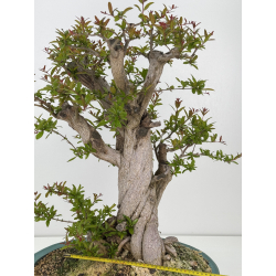 Punica granatum nejikan I-7944 view 2