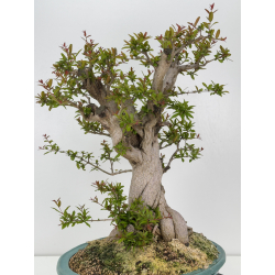 Punica granatum nejikan I-7944 view 3