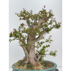 Punica granatum nejikan I-7944 view 4