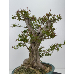 Punica granatum nejikan I-7944 view 5