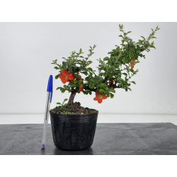 Chaenomeles chojubai I-7945