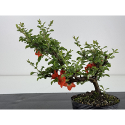 Chaenomeles chojubai I-7945 view 3