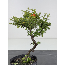 Chaenomeles chojubai I-7946 view 3