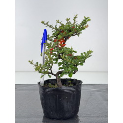 Chaenomeles chojubai I-7947