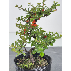 Chaenomeles chojubai I-7947 vista 2