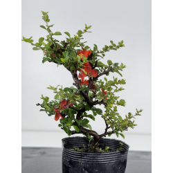 Chaenomeles chojubai I-7947 vista 3