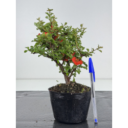 Chaenomeles chojubai I-7948