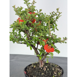 Chaenomeles chojubai I-7948 view 2