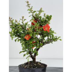 Chaenomeles chojubai I-7948 view 3