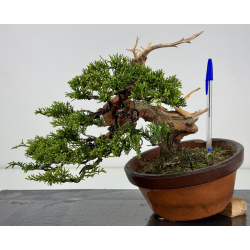 Juniperus chinensis itoigawa I-7949