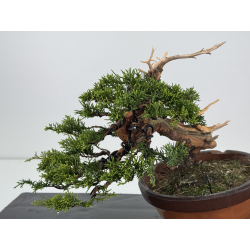 Juniperus chinensis itoigawa I-7949 view 2