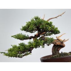 Juniperus chinensis itoigawa I-7949 view 3
