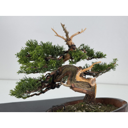 Juniperus chinensis itoigawa I-7949 view 4