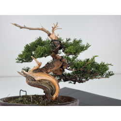 Juniperus chinensis itoigawa I-7949 view 5