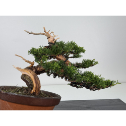Juniperus chinensis itoigawa I-7949 view 6