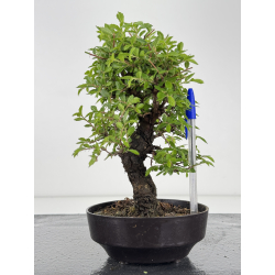 Zelkova nire I-7950