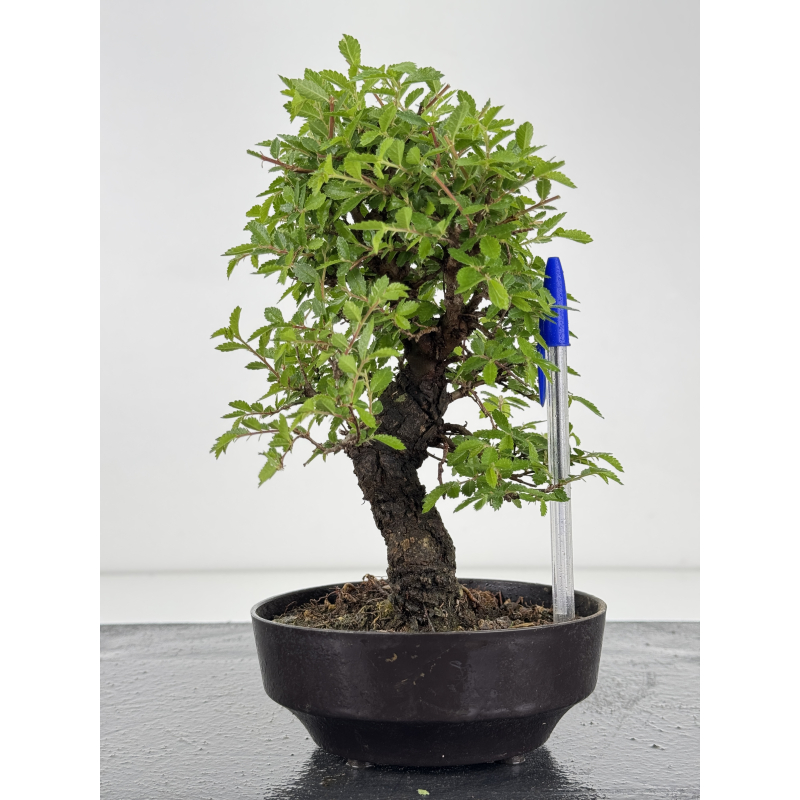 Zelkova nire I-7950