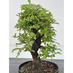 Zelkova nire I-7950 vista 2