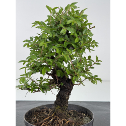 Zelkova nire I-7950 vista 3