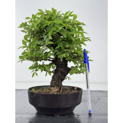 Zelkova nire I-7951