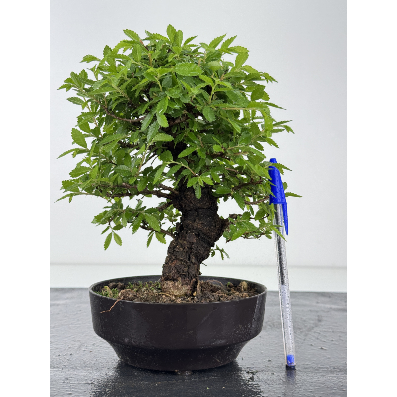 Zelkova nire I-7951