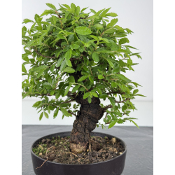 Zelkova nire I-7951 vista 2