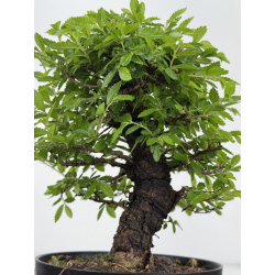 Zelkova nire I-7951 vista 3