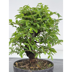 Zelkova nire I-7951 vista 4