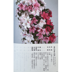 Azalea Kirakiraboshi I-7952 vista 6