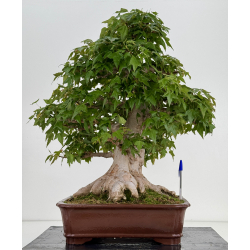 Acer buergerianum I-7953