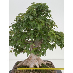 Acer buergerianum I-7953 view 2