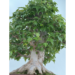 Acer buergerianum I-7953 view 3