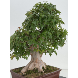 Acer buergerianum I-7953 view 4