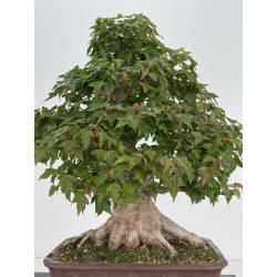 Acer buergerianum I-7953 view 5