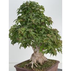 Acer buergerianum I-7953 view 6