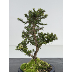 Serissa Microphylla I-7955 view 2