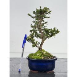 Serissa Microphylla I-7955