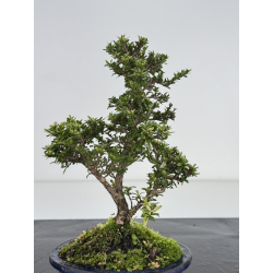Serissa Microphylla I-7955 view 3